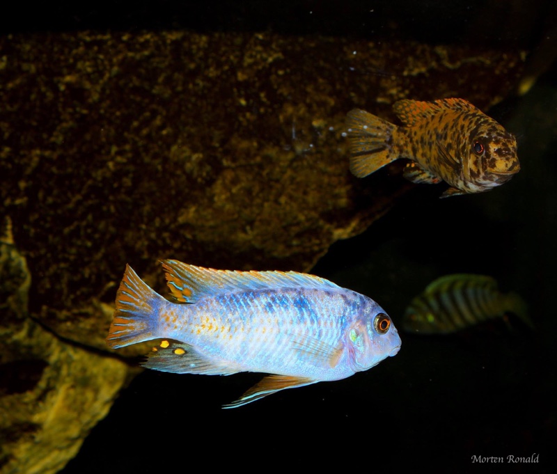 Labeotropheus fuelleborni 'Namalenje Island'